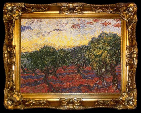 framed  Vincent Van Gogh Olive Grove, ta009-2